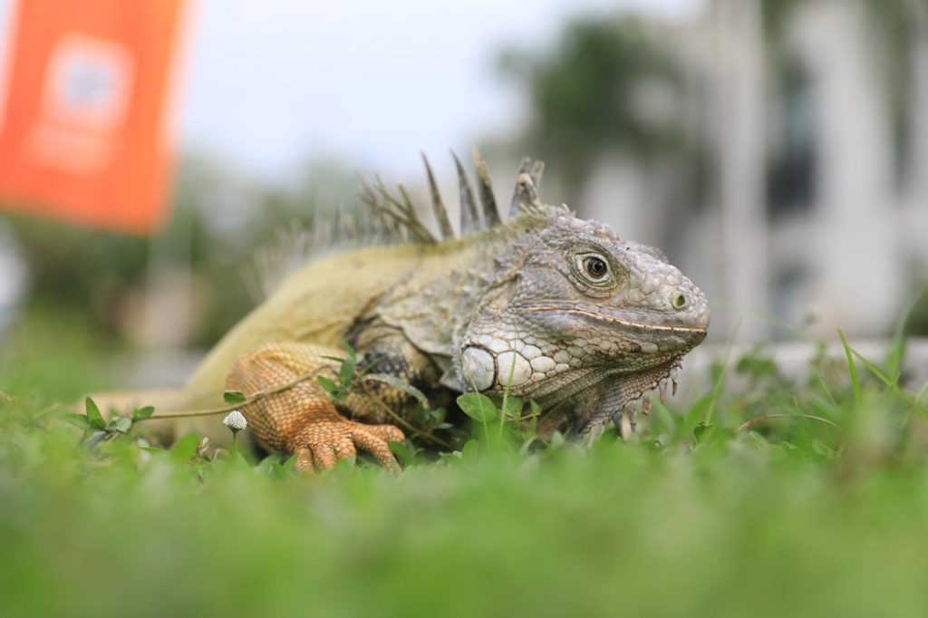 CAR activa línea de atención telefónica 24/7 para rescate y protección de fauna silvestre en el Territorio