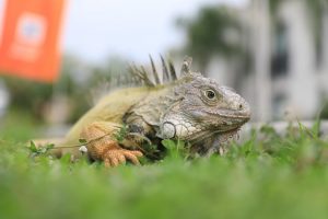 CAR activa línea de atención telefónica 24/7 para rescate y protección de fauna silvestre en el Territorio