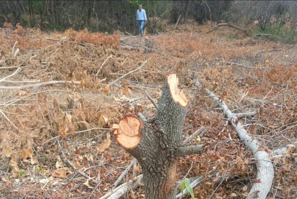 La CAR inició proceso sancionatorio por la tala de más de 300 árboles en una zona donde pretendían hacer un cultivo en Nariño, Cundinamarca