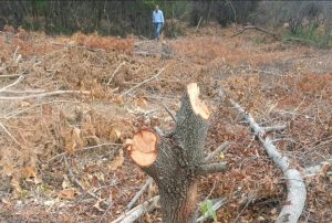 La CAR inició proceso sancionatorio por la tala de más de 300 árboles en una zona donde pretendían hacer un cultivo en Nariño, Cundinamarca