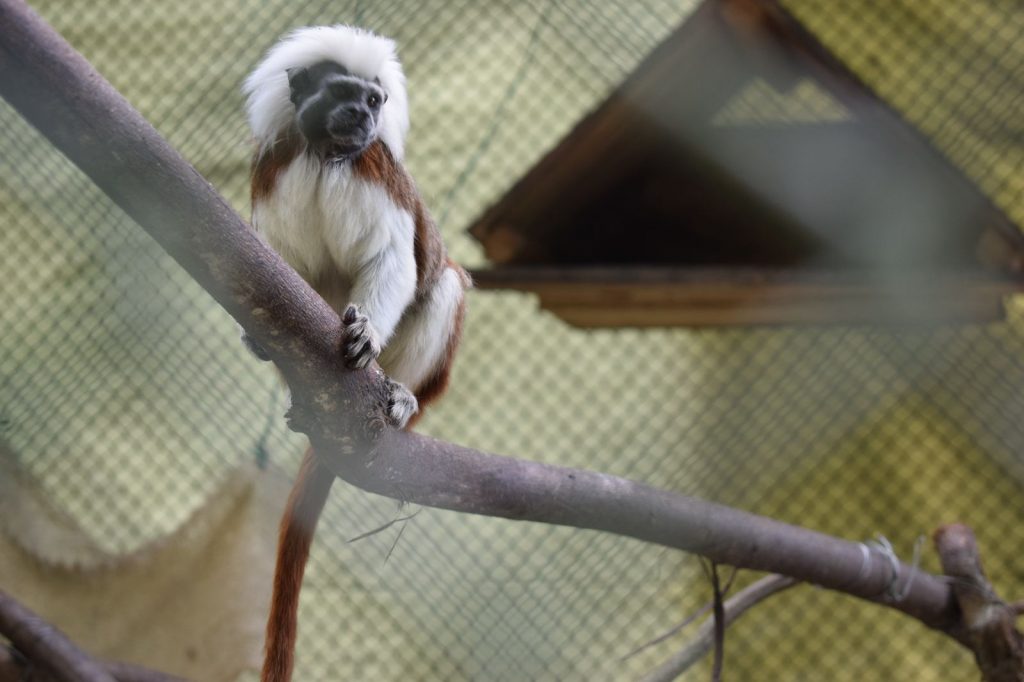 CAR advierte que monos son aliados en la prevención de fiebre amarilla, no sus causantes
