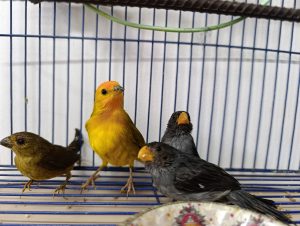 74 aves fueron rescatadas por la CAR Cundinamarca en Semana Santa