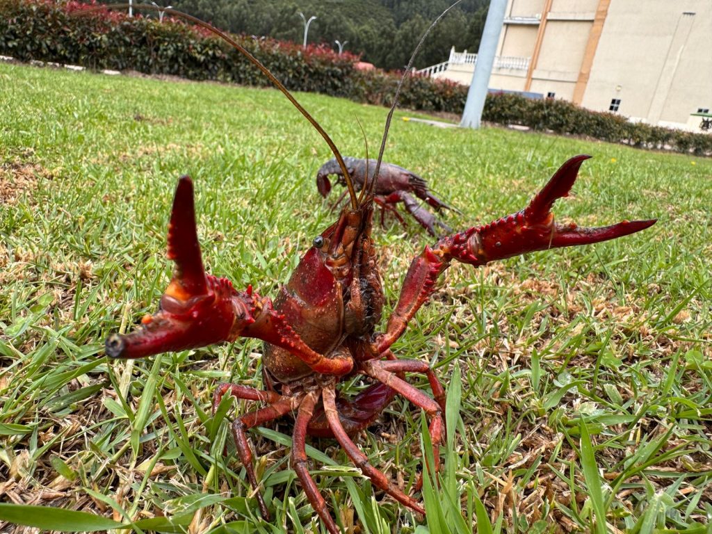 CAR alerta sobre los riesgos en la salud pública por consumo y manipulación del cangrejo rojo americano