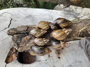 Así avanza la estrategia de erradicación controlada del caracol gigante africano por parte de la