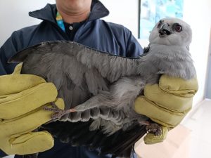 CAR rescató un águila Milano del Misisipi que detuvo su viaje en zona rural de Simijaca, Cundinamarca