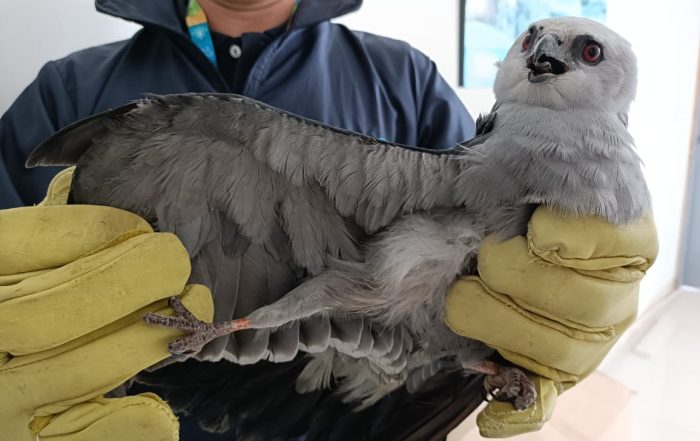 CAR rescató un águila Milano del Misisipi que detuvo su viaje en zona rural de Simijaca, Cundinamarca