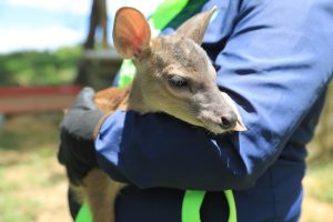 CAR rescata y rehabilita una cría de venado colorado en Pulí, Cundinamarca