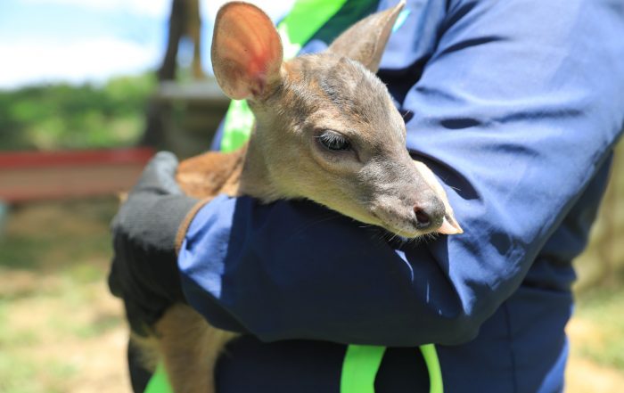 CAR rescata y rehabilita una cría de venado colorado en Pulí, Cundinamarca