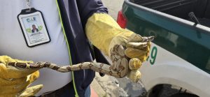 Así es como la CAR Cundinamarca fortalece su lucha contra la tenencia ilegal de fauna silvestre