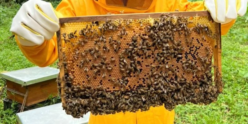 Cundinamarca impulsa la calidad de la miel con capacitación y análisis técnico