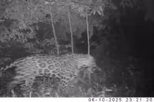 La CAR Cundinamarca confirma presencia de un jaguar en Cuenca baja del río Bogotá y pide a la comunidad apoyo para su protección