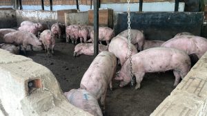 CAR suspendió vertimientos de tres granjas porcícolas en Fusagasugá y Zipaquirá