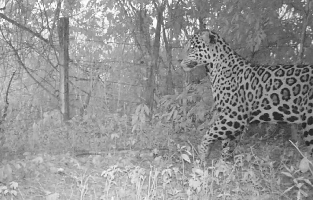 CAR confirma que jaguar avistado en Cuenca Baja del Río Bogotá fue rescatado y está a salvo