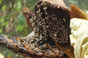 Capacitación apícola en Cáqueza impulsa la protección y bienestar de las abejas