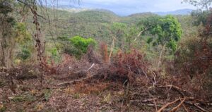 Frenan devastación de bosque seco tropical en Sumapaz
