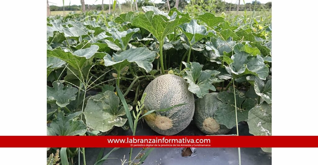 Gobernación de Cundinamarca impulsa el cultivo de melón como alternativa a la deforestación en el municipio de Beltrán