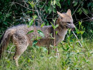 Más de 220 animales afectados por atropellamientos: CAR activa campaña nacional de protección vial