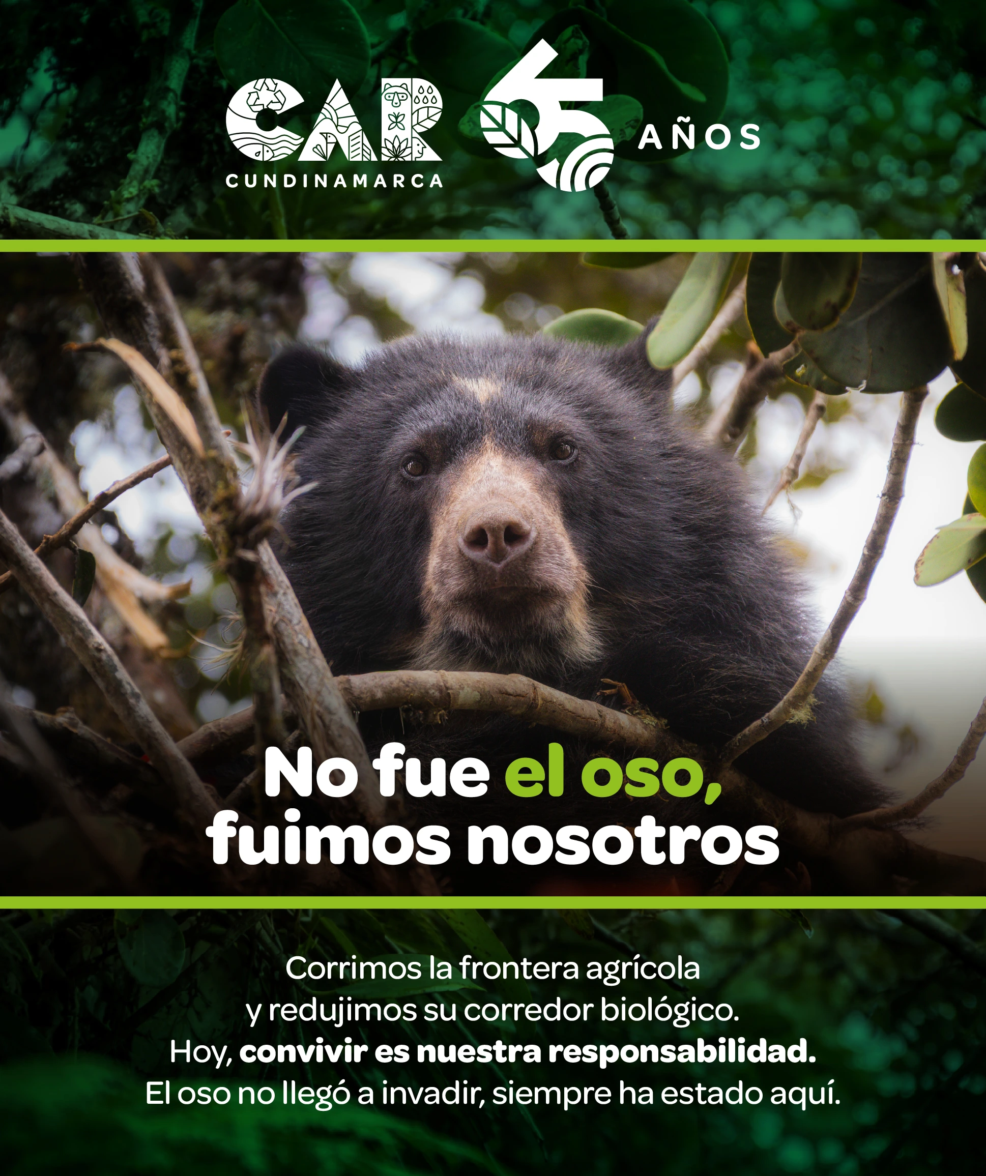 OSO ANDINO - CAR