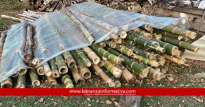 Autoridades frenaron transporte ilegal de guadua en vías de Cundinamarca