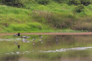 116 hectáreas restauradas: la apuesta de la CAR para recuperar la cuenca media del río Bogotá