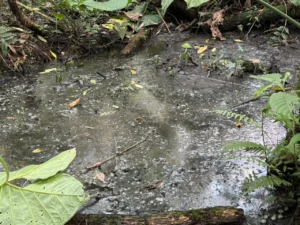 Actividad porcícola generó vertimiento de 25.000 litros que afectó suelo y agua en Pacho