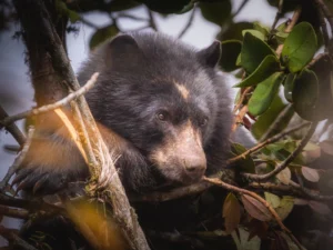 CAR hace llamado al cuidado y protección de un oso andino recién avistado en cuenca alta del río Bogotá