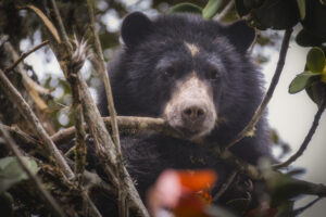 Disparan y amenazan a funcionarios de la CAR durante operativo por presencia de oso andino en Villapinzón