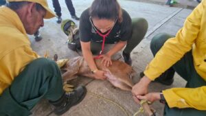Rescate contrarreloj salva a una venada gestante y a dos especies silvestres en Cundinamarca
