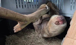 De la tragedia a la libertad: El perezoso que sobrevivió al lado del cuerpo de su madre regresa al bosque