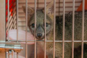 Semana Santa: Autoridades ambientales invitan a denunciar el tráfico de flora y fauna silvestre