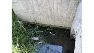 Frenan vertimiento de residuos lácteos en Chocontá que iban al río Bogotá