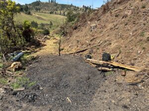 Medida inmediata para tala ilegal en Saucío, Chocontá