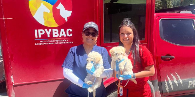 • Las actividades realizadas en Lenguazaque, Ubaté y Gachancipá acercaron servicios de desparasitación y atención integral a las comunidades, promoviendo el cuidado y la tenencia responsable de animales de compañía. (Cundinamarca, mayo 12 de 2026). El Instituto de Protección y Bienestar Animal de Cundinamarca (IPYBAC) desarrolló nuevas jornadas de atención en Lenguazaque, Ubaté y Gachancipá, beneficiando a más de 300 animales de compañía durante el fin de semana. Las actividades hicieron parte de las acciones orientadas a ampliar la cobertura institucional en el territorio y promover el bienestar animal mediante servicios de prevención y atención básica para perros y gatos. La primera jornada se realizó el 9 de mayo en el municipio de Lenguazaque, donde fueron desparasitados 190 animales de compañía. Posteriormente, el 10 de mayo, el equipo técnico y profesional del Instituto brindó atención a 59 perros y gatos en Ubaté. En Gachancipá fueron atendidos otros 69 animales durante la gira “Ando Cumpliendo”, liderada por el gobernador Jorge Emilio Rey Ángel, estrategia con la que la Gobernación continúa acercando su oferta institucional a las comunidades del departamento. El IPYBAC señaló que estas jornadas buscan fortalecer acciones de prevención, promoción de la salud animal y sensibilización sobre tenencia responsable en los municipios. La entidad destacó además el trabajo articulado con administraciones municipales y actores locales para ampliar la atención integral y mejorar las condiciones de bienestar de los animales de compañía y sus cuidadores. La Gobernación de Cundinamarca indicó que continuará desarrollando este tipo de jornadas en diferentes municipios del departamento como parte de las estrategias orientadas al cuidado y protección animal.
