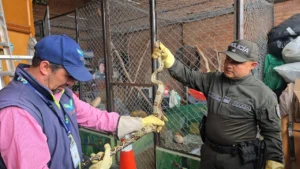 Alerta en Boyacá: hallan boa en vivienda, especie inusual en ese clima