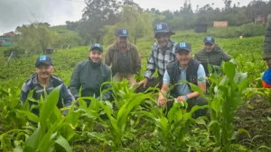 Cundinamarca producirá cerca de 2.000 toneladas de alimento para proteger el ganado durante las sequías