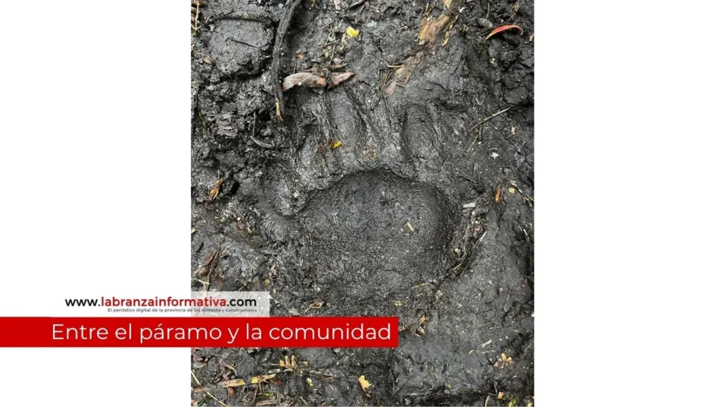 CAR despliega monitoreo especial por presencia de oso andino en sector rural de Machetá