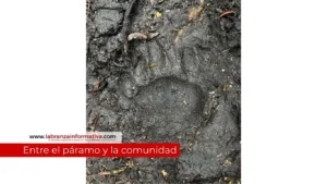 CAR despliega monitoreo especial por presencia de oso andino en sector rural de Machetá