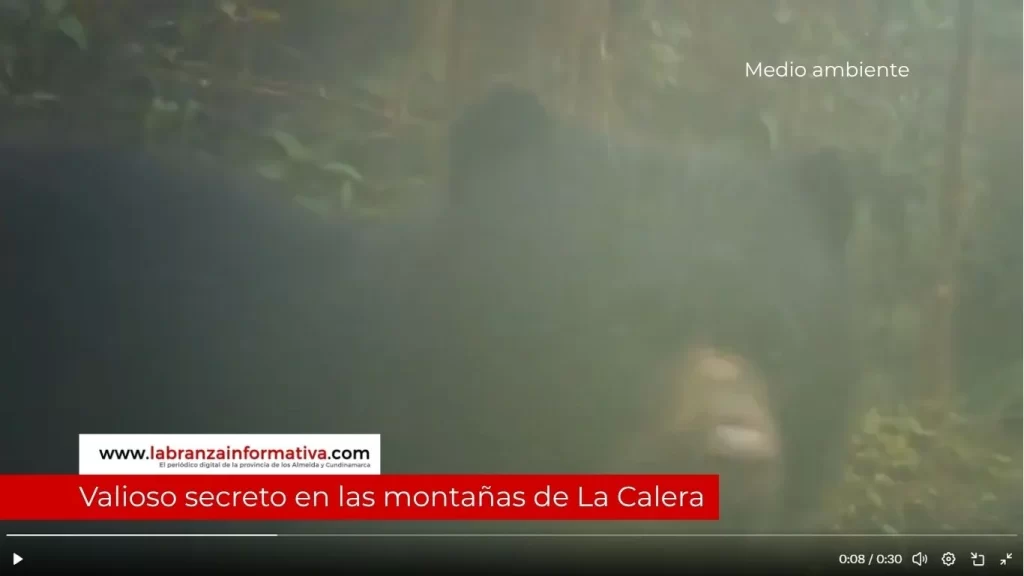 Cámaras trampa captaron a oso andino con su cría en las montañas de La Calera