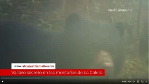 Cámaras trampa captaron a oso andino con su cría en las montañas de La Calera