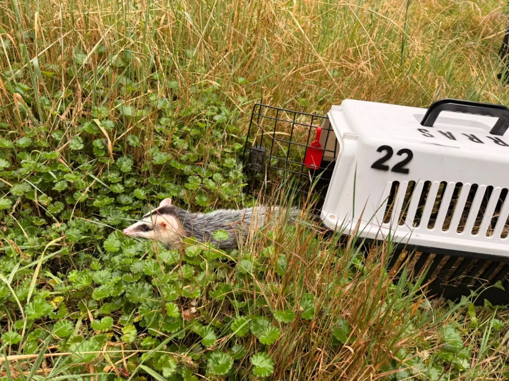 Zarigüeyas, cusumbos y aves volvieron a la libertad en ecosistemas de Cundinamarca