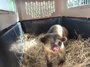 Vuelven a la libertad 12 animales silvestres recuperados por la CAR