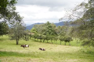 Ante la llegada de El Niño, CAR activa estrategia en zonas rurales para reducir el riesgo de incendios forestales