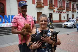 Cundinamarca supera las 50.000 acciones de bienestar animal y lleva esterilizaciones a sus 116 municipios