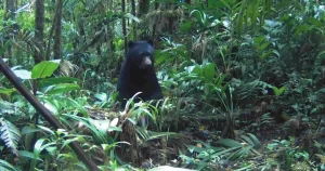 Cámaras trampa en Manta captan a un oso de anteojos caminando